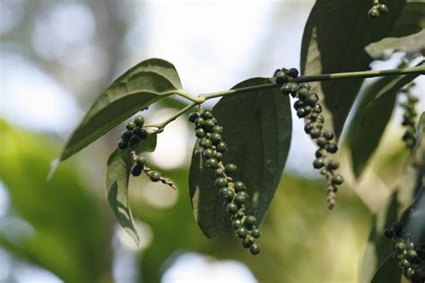 Peppercorn Plant: Care & Growing Guide