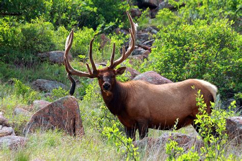 Grand Teton National Park Lodging - Insider Information