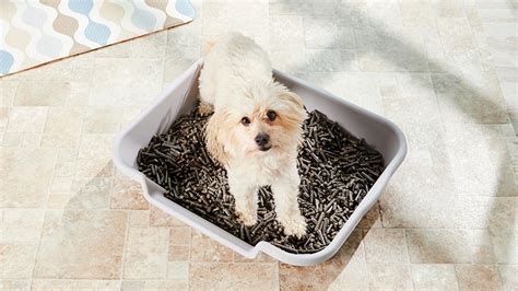 Dog Litter: What It Is and How to Use It | BeChewy