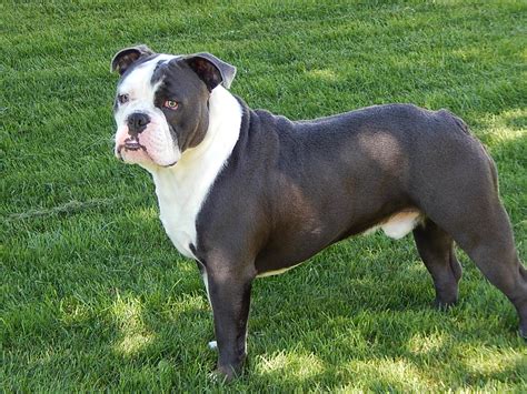 Olde English Bulldogge - Temperament, Lifespan, Shedding, Puppy