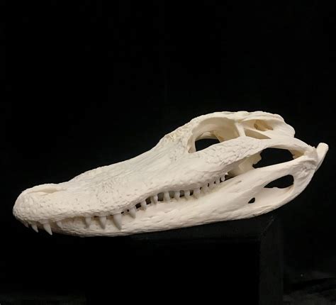 Crocodile Skull Anatomy