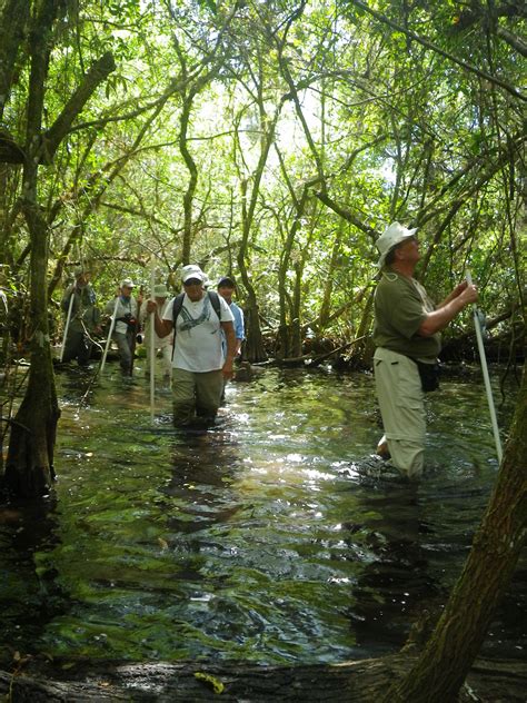 Corkscrew Swamp Walks | Audubon Corkscrew Swamp Sanctuary