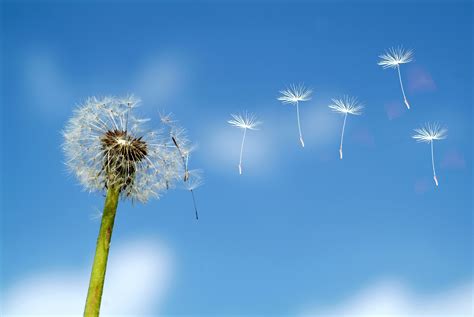 Biology: Seed Dispersal And Germination: Level 1 activity for kids | PrimaryLeap.co.uk