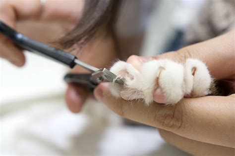 How to trim cat nails the right way for health and safety | PawTracks