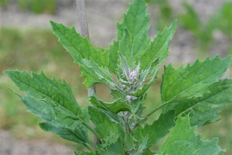 11 Tips For Growing Quinoa in Your Home Garden - Backyard Boss