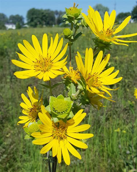 Rosin Weed (Silphium integrifolium) | Heartland Seed of Missouri, LLC