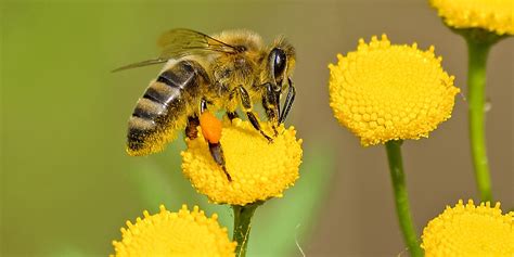 Éstas son las plantas nativas que deberías sembrar para ayudar a las abejas | Architectural Digest