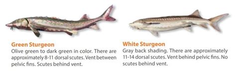 White sturgeon | Washington Department of Fish & Wildlife