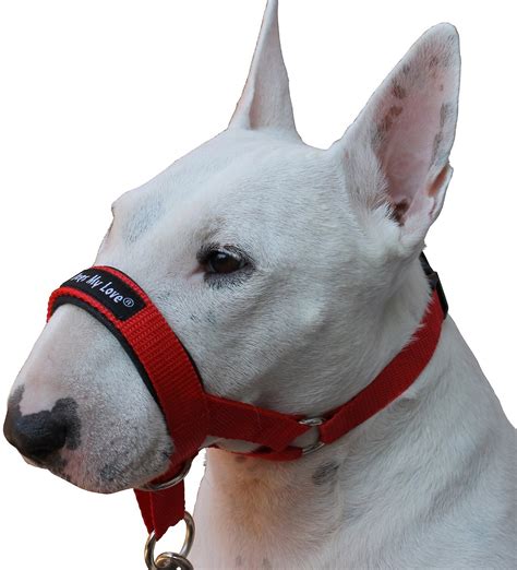 Dogs My Love Halter Dog Head Collar, Red, XX-Large - Chewy.com