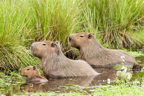 Capybara Pets: How To Get One + What They Need To Be Happy