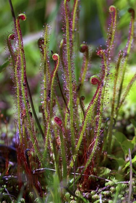 How to Grow a Carnivorous Sundew Plant - Birds and Blooms