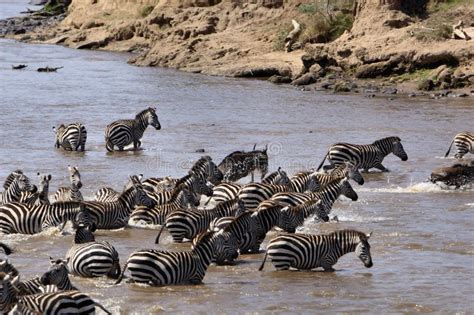 Mara River Crossing stock photo. Image of masai, kenya - 1160880 ...