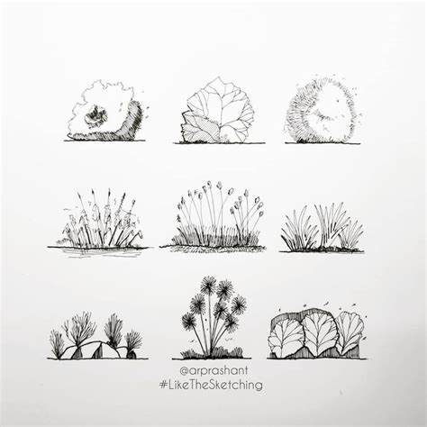 various plants and animals are drawn in black ink