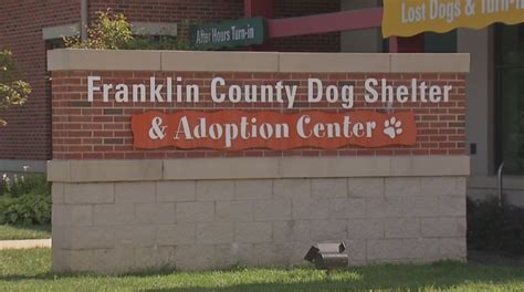 Ohio animal shelter recovers dozens of stray/runaway dogs over 4th of ...