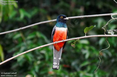 Blue-crowned Trogon - Trogon curucui - gale125430