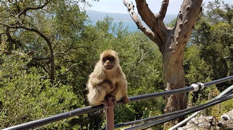 The Monkeys of Gibraltar – The Everywhereist