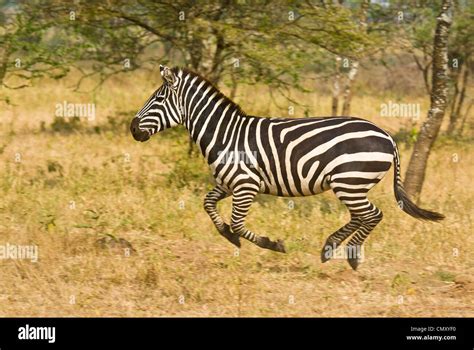 Zebra running full gallop on the plain Stock Photo - Alamy