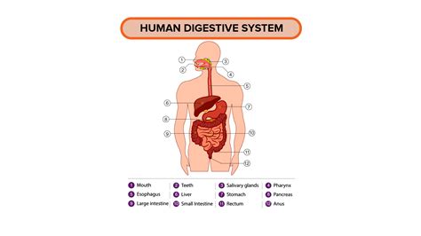 Draw a well labelled diagram of the human digestive system.