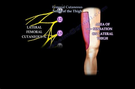 Lateral Femoral Cutaneous Nerve OrthopaedicPrinciples - Dermatomes Chart and Map