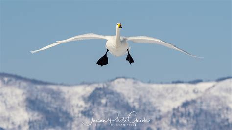 2018 Winter Wildlife Tour of Japan | Whooper Swans in Japan | Japan Photo Guide