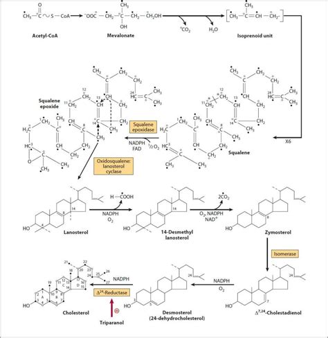 26 Lipids: Cholesterol Metabolism | Basicmedical Key