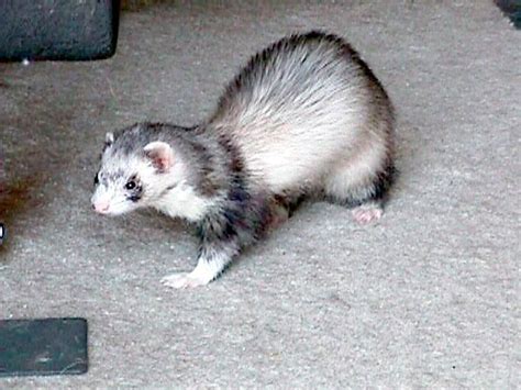 Silver Mitt Ferret; Image ONLY