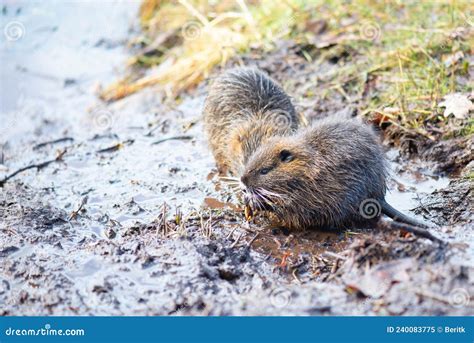 Nutria, Coypu Herbivorous, Semiaquatic Rodent Member of the Family Myocastoridae on the Riverbed ...