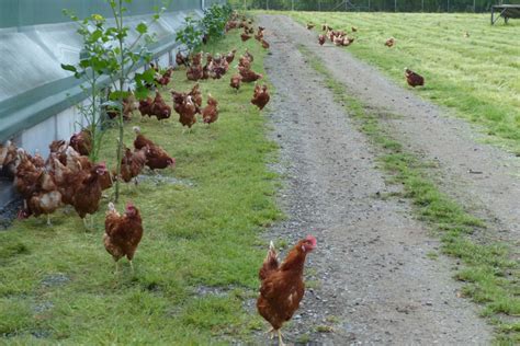 Organic Eggs Rule at Richmond’s Rabbit River Farms - West Coast Food