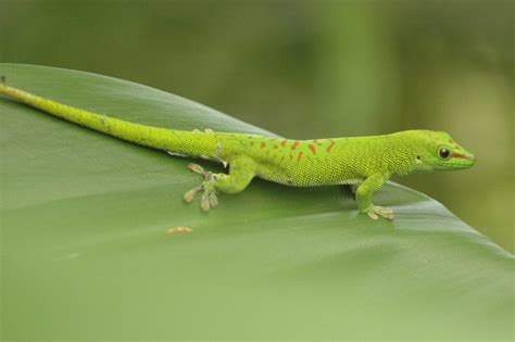 Lizard in your House: 5 Spiritual Meanings