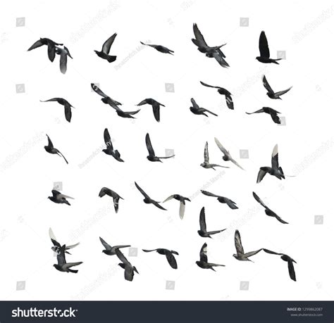 Flying Doves On White Background Stock Photo 1299862087 | Shutterstock