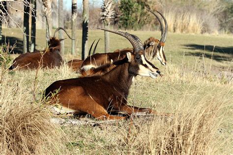 Kilimanjaro Safaris animals - Sable Antelope - Photo 2 of 2