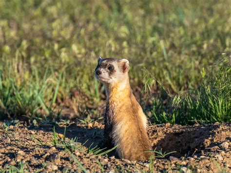 Black-footed ferret: habitat and characteristics