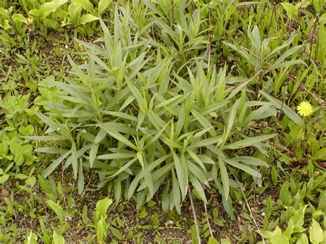 Canada goldenrod – Solidago canadensis - Plant & Pest Diagnostics