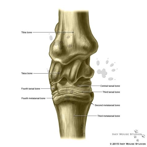 Equine hock anterior view