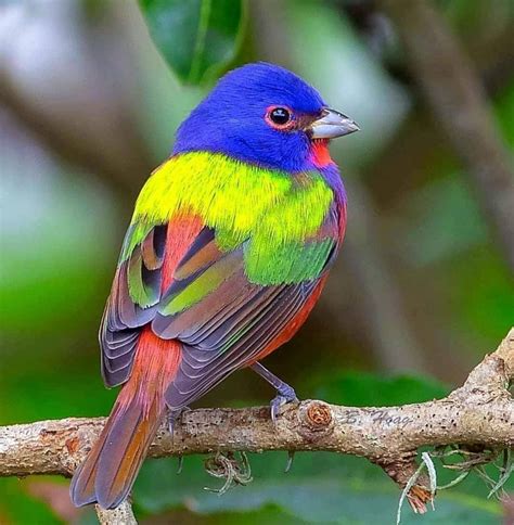 🔥 The painted bunting, often described as the most beautiful bird that ...