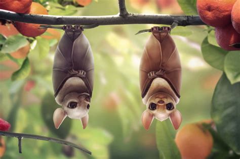 Fruit bats Picture (2d, cartoon, bats) | Fruit cartoon, Cute bat, Animals