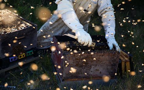 Call for more strict glyphosate-use guidelines after Japan's honey warning | New Zealand Geographic