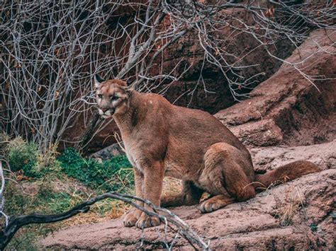 Colorado Wildlife and Where to Find Them