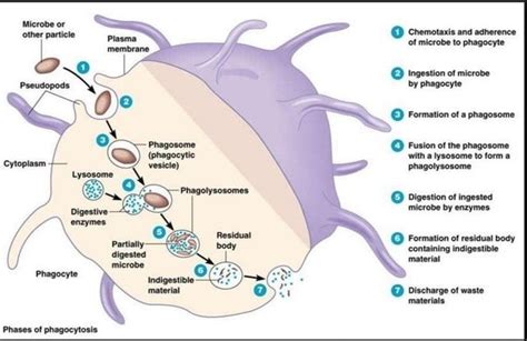 What happens to the remains of phagocytosis or any other unwanted ...