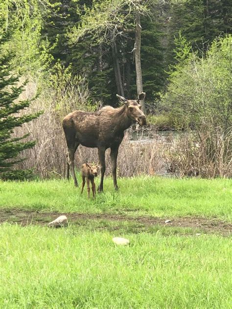 Seen in Montana: Baby moose and cow | Regional | kulr8.com