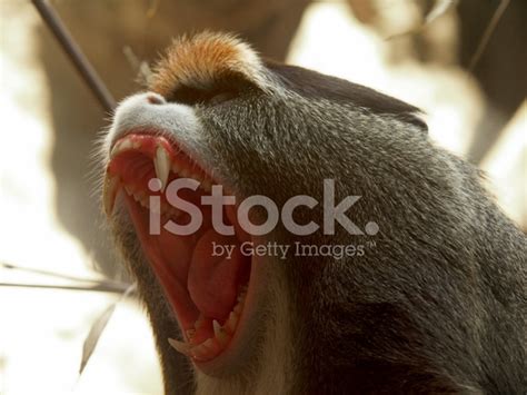 Screaming Monkey Stock Photo | Royalty-Free | FreeImages