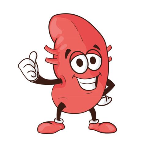 Healthy Kidney Mascot Illustrations, Royalty-Free Vector Graphics & Clip Art - iStock