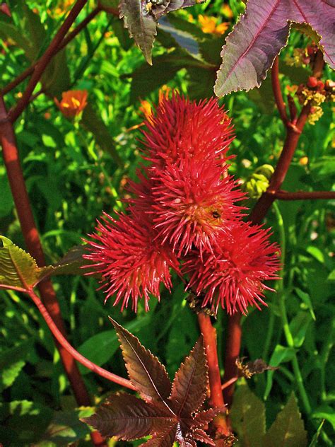 File:Ricinus communis 006.JPG - Wikimedia Commons