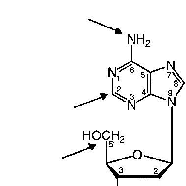 (PDF) Adenosine receptors and their ligands