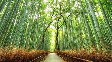 Bamboo Forest Desktop Wallpapers - Top Free Bamboo Forest Desktop Backgrounds - WallpaperAccess