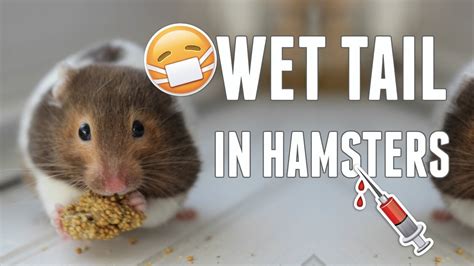 Wet tail in Syrian Hamsters | Hamster Health - YouTube