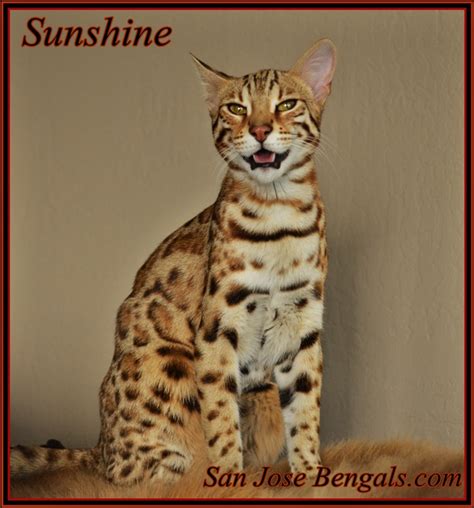 Looking for a Bengal Cat for Sale? – Find Bengal Breeders