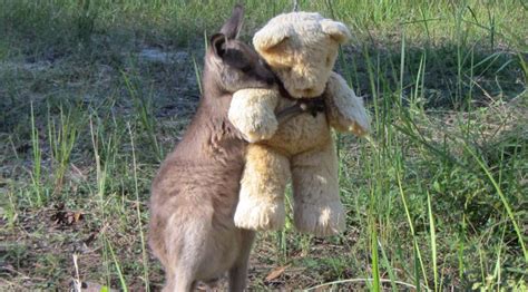 Worth a million likes: Pic of baby kangaroo hugging teddy bear melts hearts worldwide (PHOTO ...