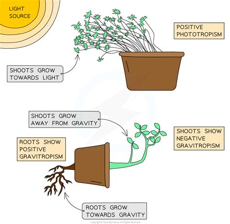 IB DP Biology: HL复习笔记9.3.1 Plant Growth-翰林国际教育