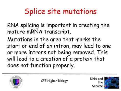 PPT - Key area 6: Mutations PowerPoint Presentation, free download - ID ...